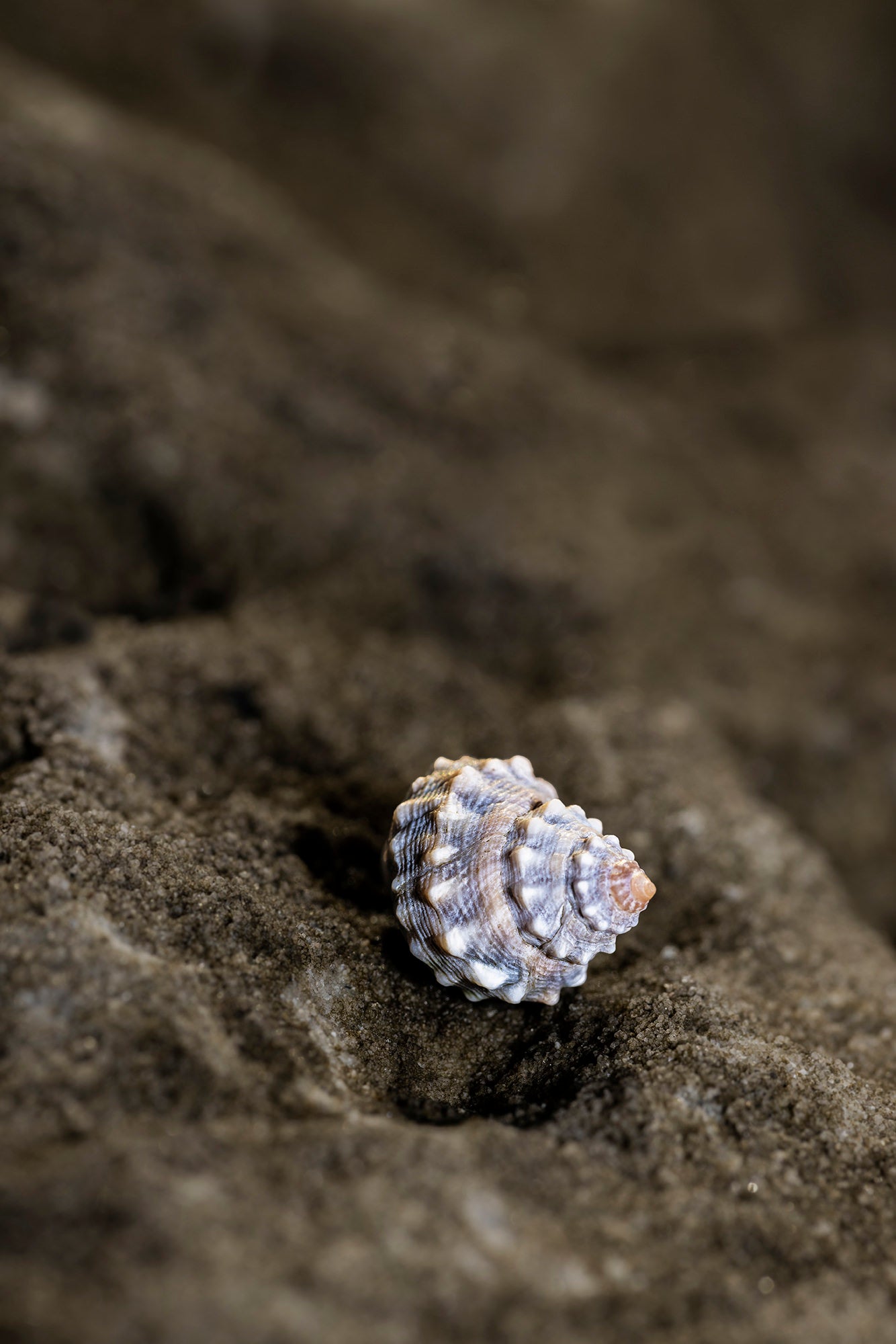 Armour - Fine art photograph of sea snail by Jan Salava | Salava Fine Art