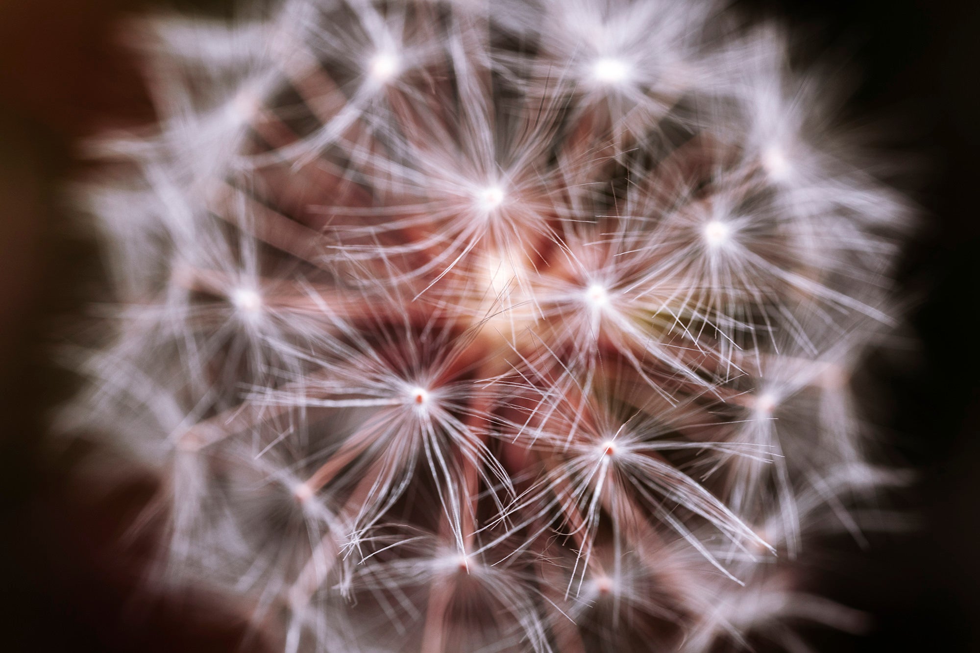 Blow It -  Fine art photograph of dandelion  by Jan Salava | Salava Fine Art. 