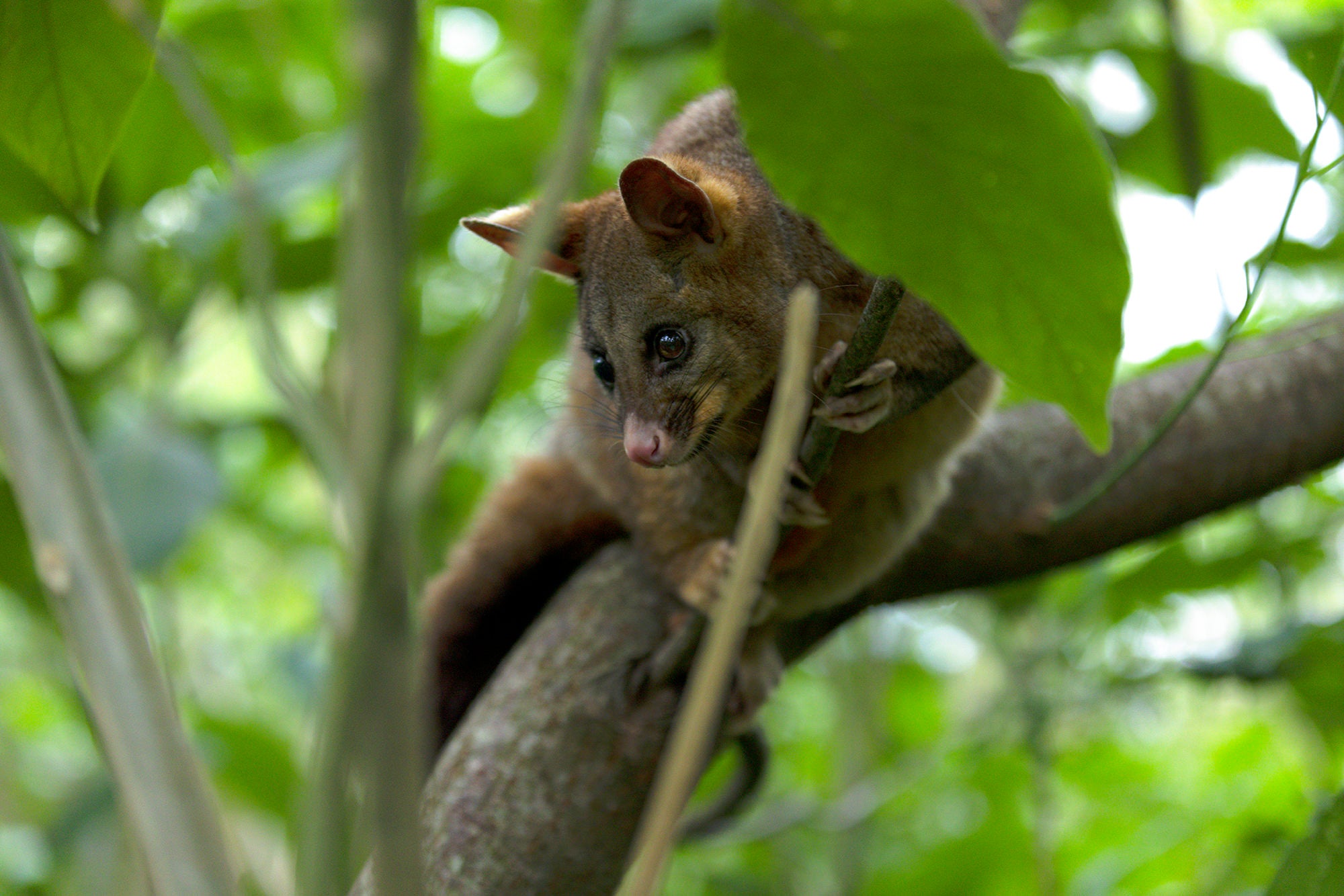 Brushtail Possum- Fine art photograph | Salava Fine Art. 