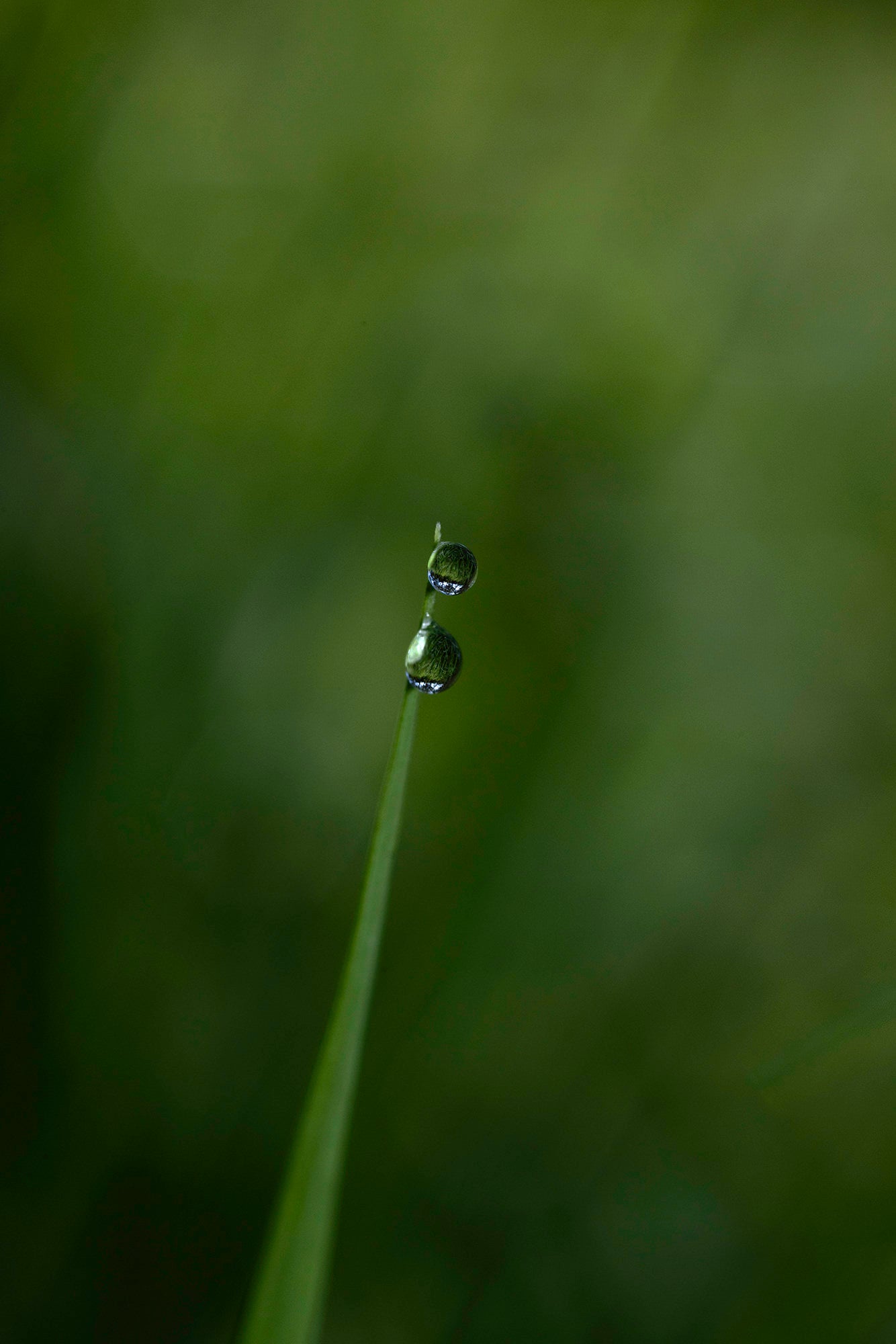 Dew - Macro fine art photograph by Jan Salava | Salava Fine Art. 