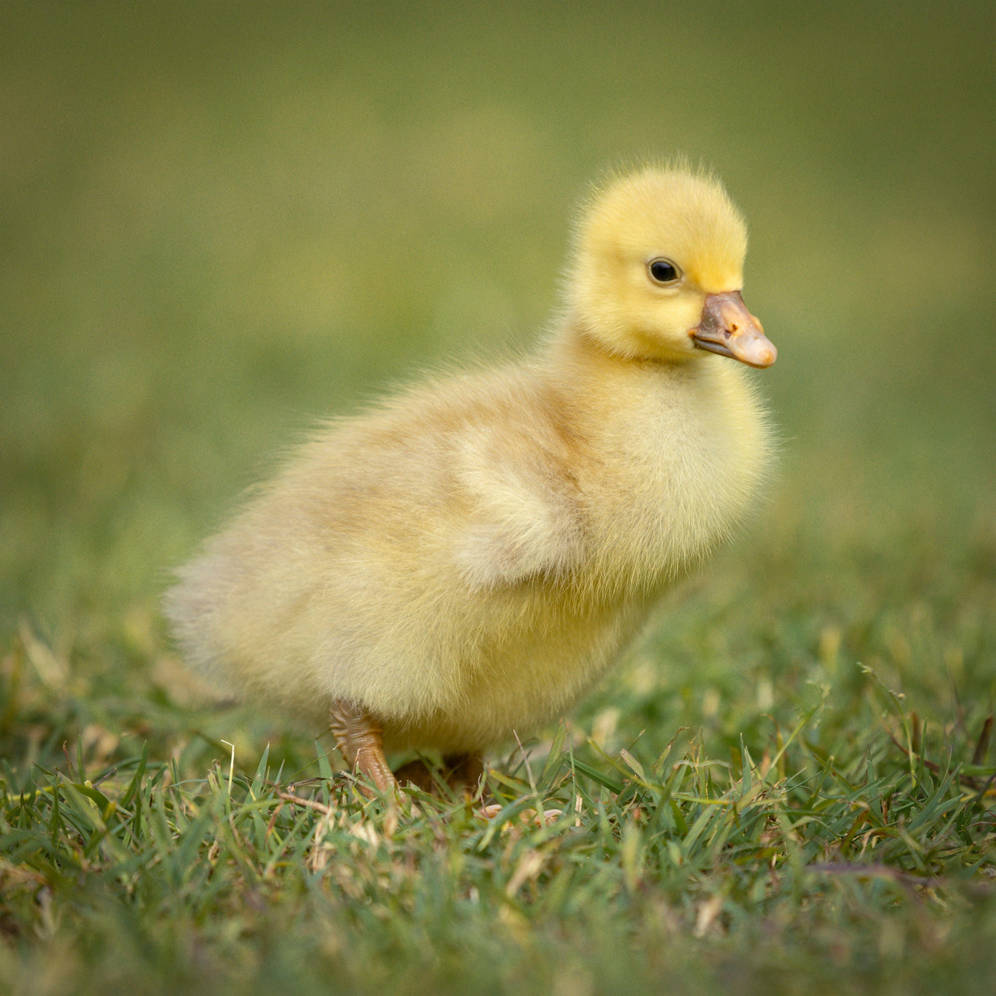 Golden Gosling