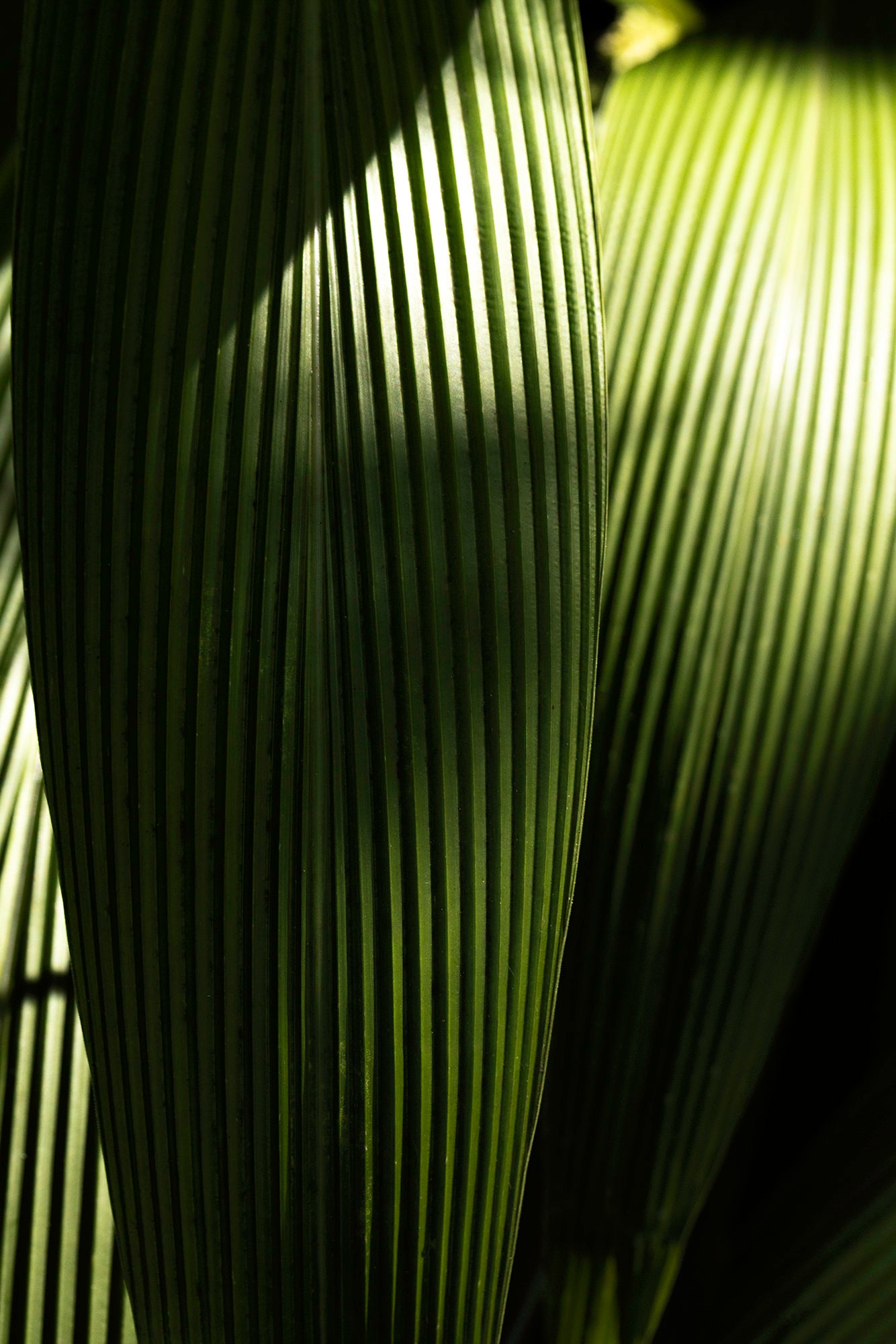 Leaf - Macro fine art photograph by Jan Salava | Salava Fine Art. 