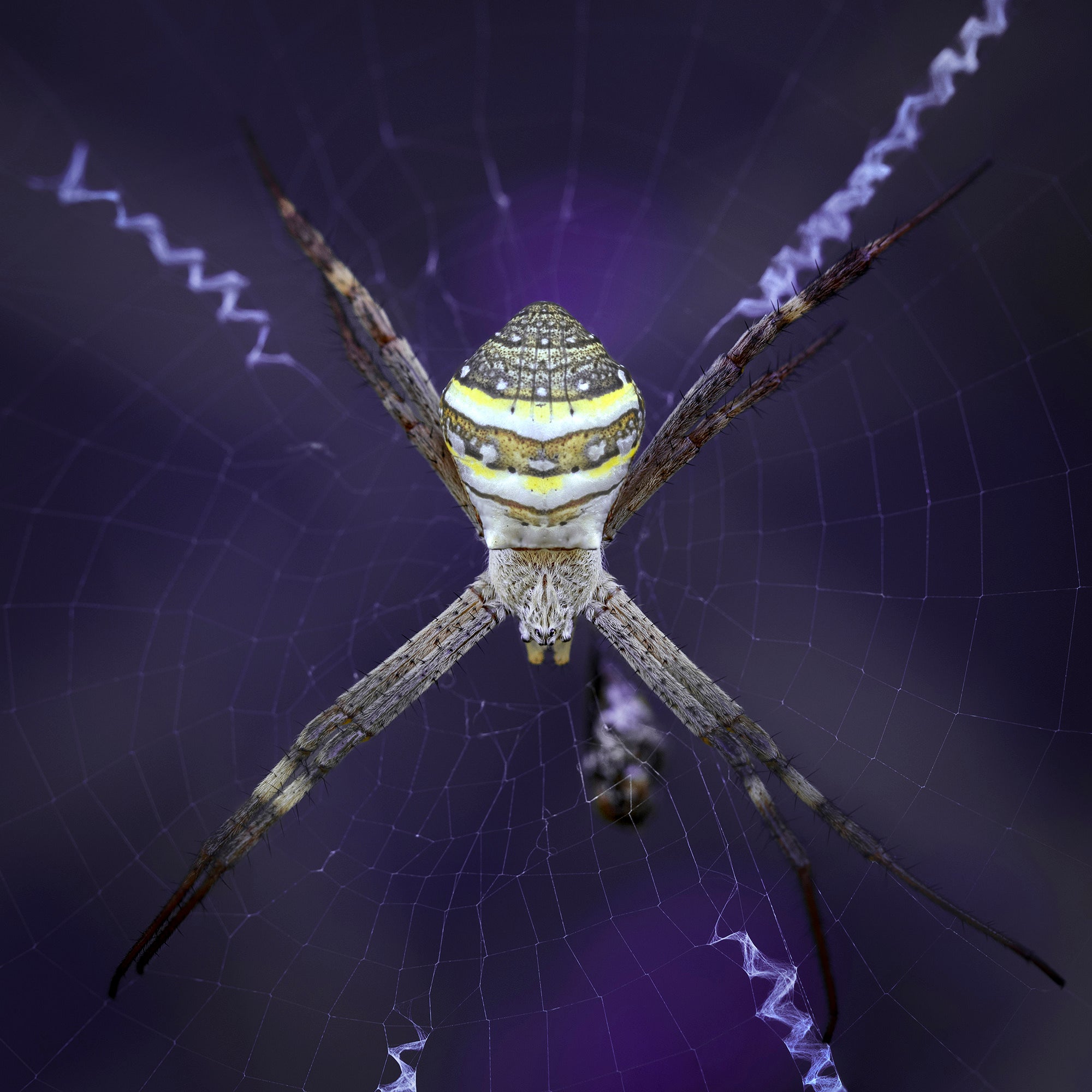 Orb Weaving Spider-  Fine art photograph of Orb Weaving Spider by Rochelle Salava | Salava Fine Art. 