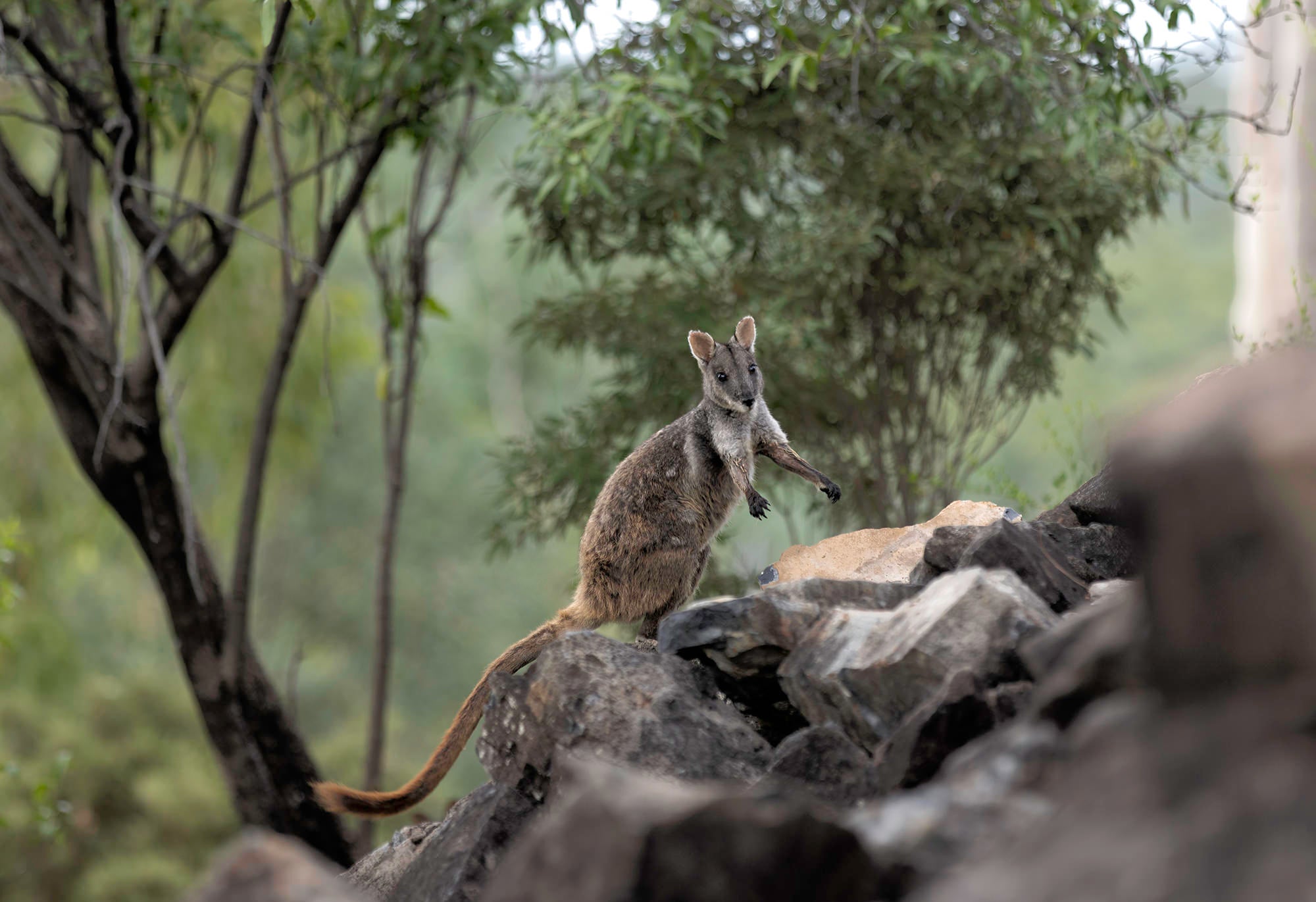 Rock Wallaby- Fine art photograph of Rock Wallaby by Jan Salava | Salava Fine Art. 