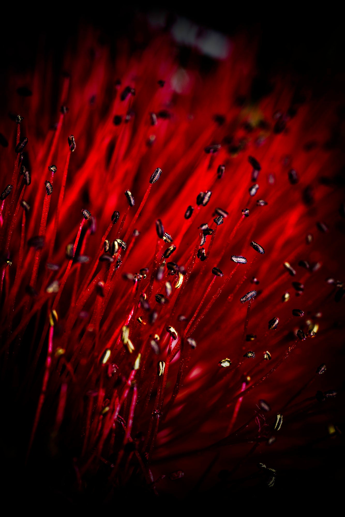 Bottlebrush - Fine art photograph of Bottlebrush plant by Jan Salava | Salava Fine Art. 