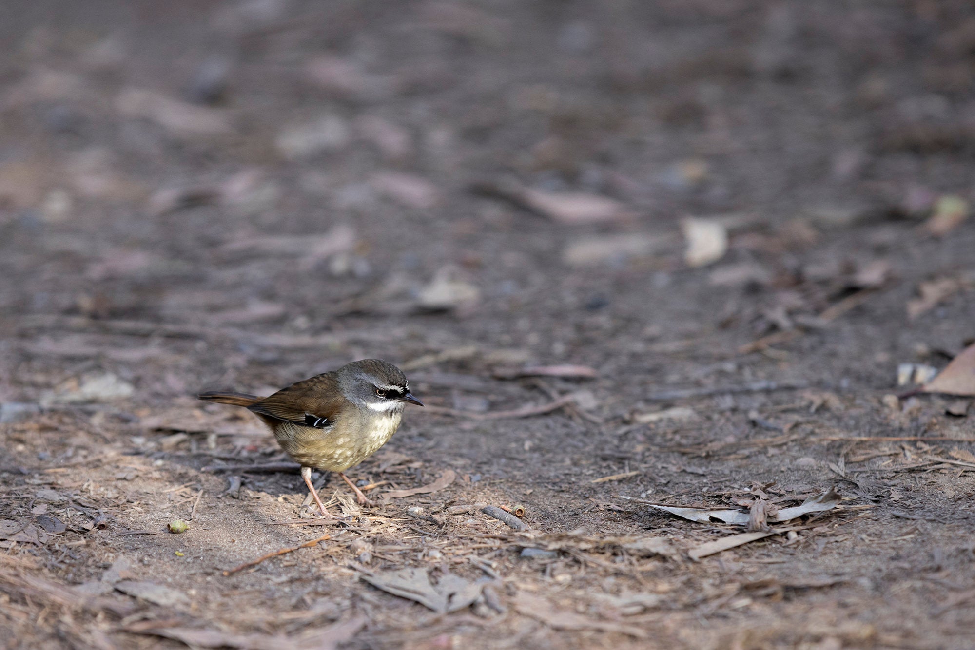 White Browed Scrubwren - Fine art photograph by Jan Salava | Salava Fine Art. 